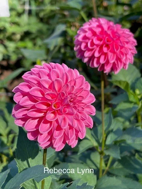 Rebecca Lynn — Cottage Blooms | dahlia | cut flower farm